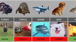 haill and haram animals