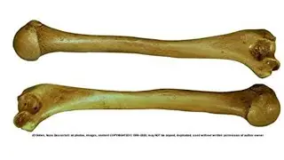 humerus bone |anotomy