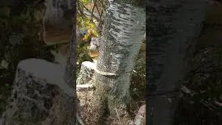 Валка березы на  дрова  для дома