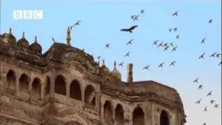 Awesome Buzzard hunting pigeons (EARTHFLIGHT)