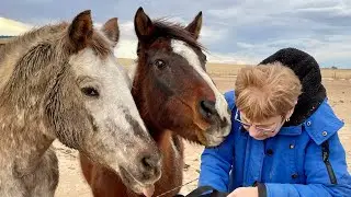 Horse Update for those who Care.