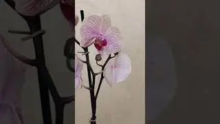 Новинки орхидей с крупными цветами. Цена 330 гривен. Заказ по тел.0953561190