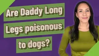 Are Daddy Long Legs poisonous to dogs?