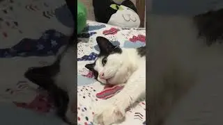 Кот Гашик замурлыкался и чихнул))00)0)