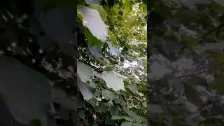 размножение фундука .можна ли садить с ореха