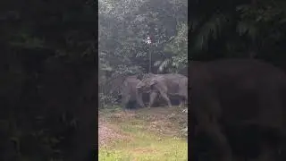 เล่นแรง #เขาใหญ่ #forestelephant #animalnews #wildlife #elephanthabitat #animals