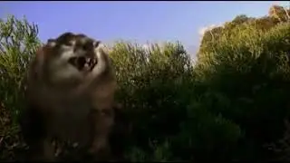 What Killed The Mega Beasts? [2002] - Thylacoleo Screen Time