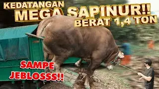 SAPI Raksasa AMEENA Dateng Ke rumah. Sampe JEBLOSS TRUKNYA..