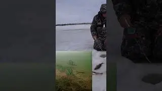 Супер поклевки на подводную камеру😯 #sorts