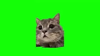 Cute Stalking Cat Memes | Green Screen HD