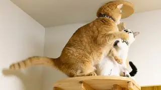 Day 69 - Resident Cat Does Not Want to Share His Favorite Place