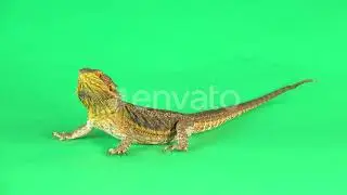Lizards Bearded Agama or Pogona Vitticeps Isolated at Green Background in Studio | Stock Footage...