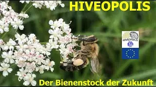 HIVEOPOLIS - das erste Projektjahr