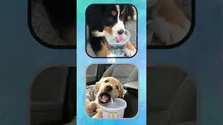 Którego słodkiego pieska wybierasz? 🐶🐕#shorts #viral