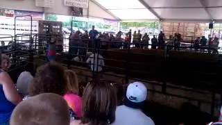 Girl rides a sheep into a barricade at the county