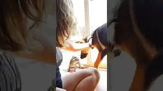 German Shepherd Meets Kitten
