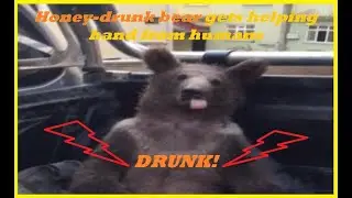 Honey drunk bear gets a helping hand from humans