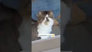 Я каждое утро | I every morning