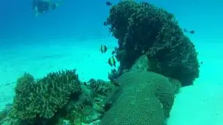 Moorish Idol's and a Shark