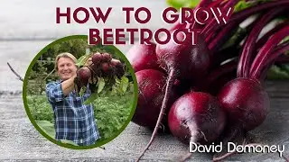 Grow Beetroot Successfully: Soil Prep, Spacing, and Care Explained