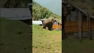 Surviving a Jumbo Encounter: Elephant 🐘 Attack Caught on Camera in Kadambur #shorts #elephant