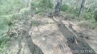 Kızıl tilki (Vulpes vulpes) avlanırken, Fethiye Akgöl Sulak Alanı, Red fox hunting