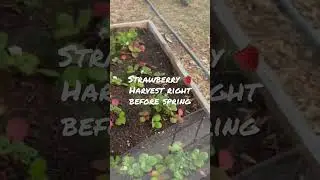 🍓#STRAWBERRY HARVEST RIGHT BEFORE #spring