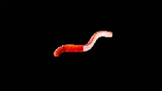 this is a worm