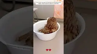 The woman rescued the injured owl that fell into the water. 