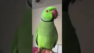 Funny Parrot! Riki the Indian Ringneck.