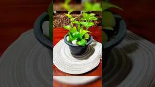 Money plants #shorts #diy #homedecor #plants #interiordesign