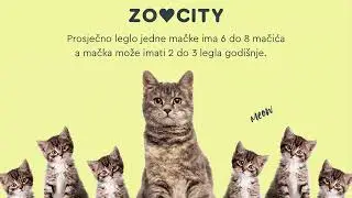 Mačka tijekom svog reproduktivnog 🐈 života može imati i preko 100 mačića! 🐈