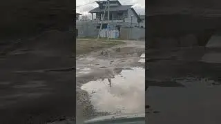 Охота кошки на уток в луже