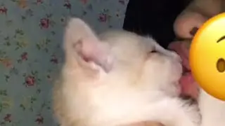 Ciuman Sama kucing 😥 