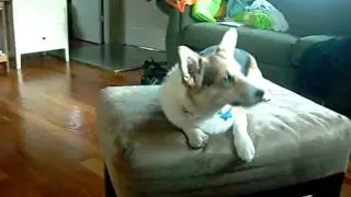 Midge the Talking Dog