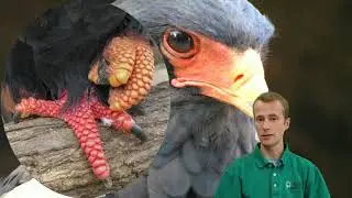 August 2021 - Bateleur Eagle