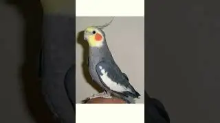 #shorts👍🦜Корелла