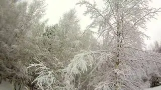 Деревья в снегу, березки и снег