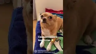 Приколы от чихуахуа 