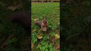 Squirrel  EATING NUTS Squirrel Eating