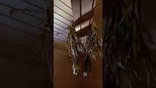 Обзор Домика с камином  с. Аскат Республика Алтай