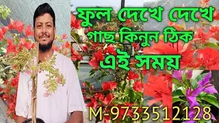 You can buy bougainvillea flowers at this time of year. From October to February.