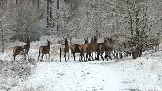 deer free use and no copyright to subscriber