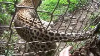 Леопарда за хвост / Leopard caught by the tail
