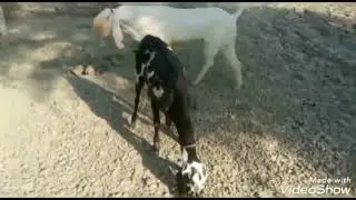 Best Goats Mating 