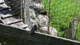 New barn Swallows getting flight instructions