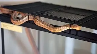 How To Find: A Lost Snake