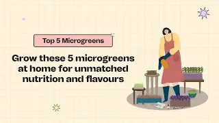 Top 5 microgreens you must grow at home