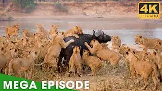 Discover Our Mysterious Africa | MEGA EPISODE | Nature Animal Documentary