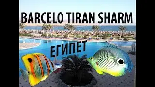 Barcelo Tiran Sharm.  Лето 2022. Подробно об отеле тут: https://tophotels.ru/review/2296662